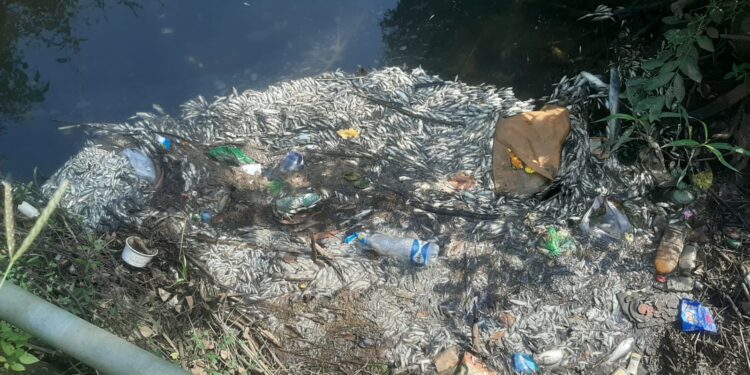 बाळगंगा नदीत हजारो मासे मृत्युमुखी