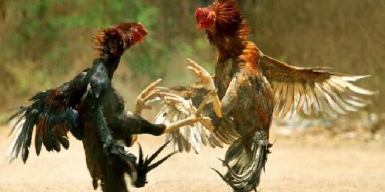 खोपोलीतील श्री तेज फार्म हाऊसवर फायटर कोंबड्यांवर सट्टा; 32 जणांवर गुन्हा दाखल