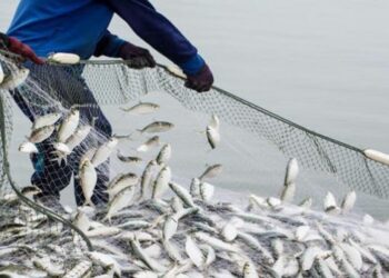 मत्स्य व्यवसायातर्फे उपजीविका उपक्रम