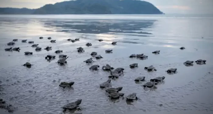 समुद्री जीवांना ऐरोलीत संजीवनी