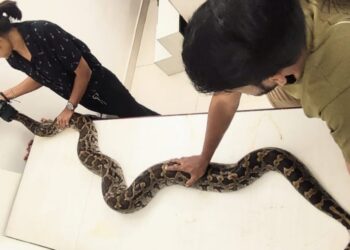जखमी अजगरांना जीवदान