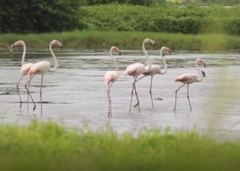 नवीन शेवाच्या खाडीत फ्लेमिंगोचे आगमन