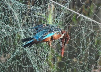 असा आम्ही काय केला गुन्हा..