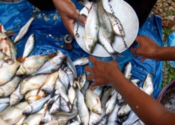 बेकायदा मासळी विक्रेत्यांवर कारवाई