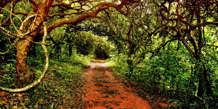 तहानलेल्या पशु, पक्ष्यांना फणसाडचा आधार