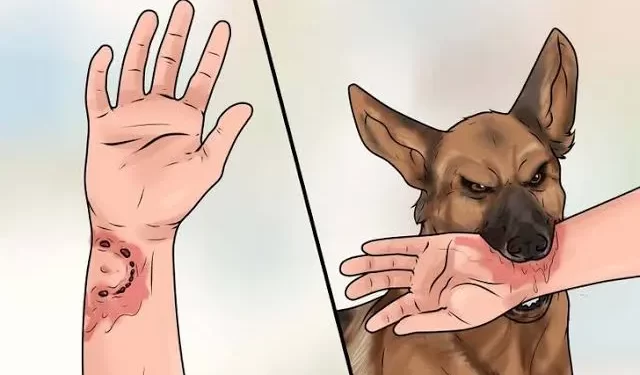 पिसाळलेल्या कुत्र्यांचा दोघांना चावा