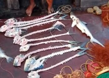 ‘केंड’च्या टोळधाडीने मासेमारी संकटात