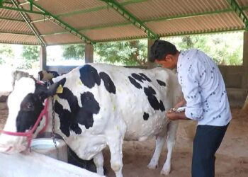 लम्पीला रोखण्यासाठी रायगडात माझा गोठा, स्वच्छ गोठा मोहीम