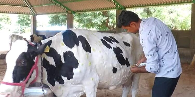 लम्पीला रोखण्यासाठी रायगडात माझा गोठा, स्वच्छ गोठा मोहीम