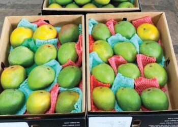 आफ्रिकन हापूसला पसंती वाढतेय; बाजार समितीत विक्रीसाठी दाखल