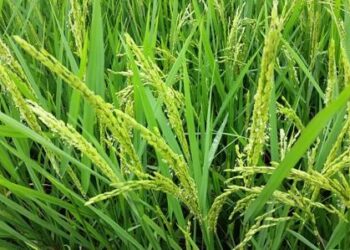 खरीप हंगामासाठी पीककापणी प्रयोग