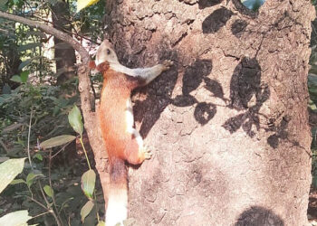 माथेरानमध्ये शेखरुचे दर्शन