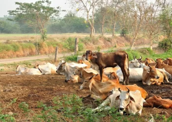 मोकाट जनावरांमुळे रब्बी हंगाम अडचणीत
