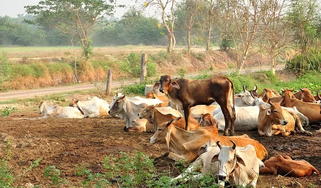 मोकाट जनावरांमुळे रब्बी हंगाम अडचणीत
