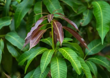 पालवी फुटल्याने आंबा हंगाम लांबणीवर