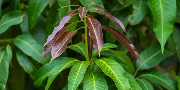 पालवी फुटल्याने आंबा हंगाम लांबणीवर