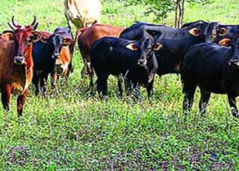 गायरान जमिनीची 2.22 लाख कुटुंबांना मिळणार मालकी