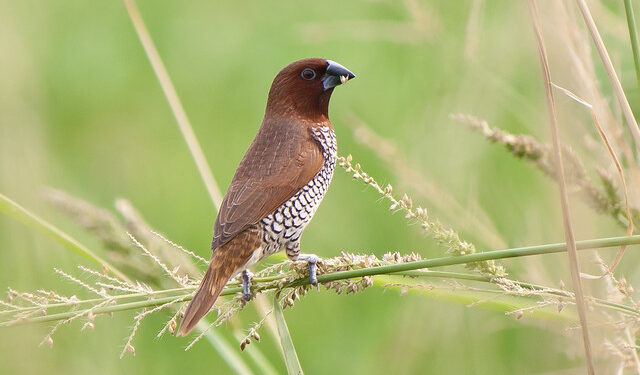 कृत्रिम घरट्यात नांदू लागले ठिपकेवाली मुनियाचे कुटुंब