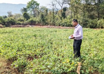 चवळी लागवडीतून शेतकर्‍यांना दिलासा