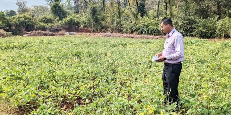 चवळी लागवडीतून शेतकर्‍यांना दिलासा