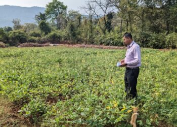 चवळी लागवडीतून शेतकर्‍यांना दिलासा