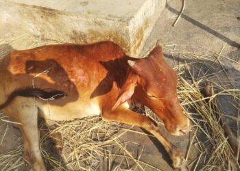 शॉर्ट सर्किटमुळे गुरांच्या गोठ्याला आग