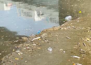 विषारी सांडपाण्यामुळे खोपटा खाडीतील शेकडो माशांचा मृत्यू