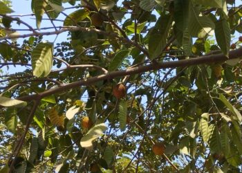 महमार्गावर बहरला दुर्मिळ कदंब