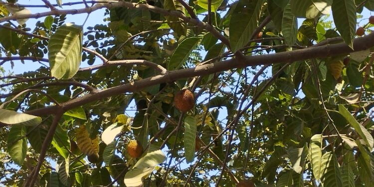 महमार्गावर बहरला दुर्मिळ कदंब