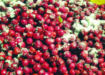 हिवाळी रानफळांना बहर