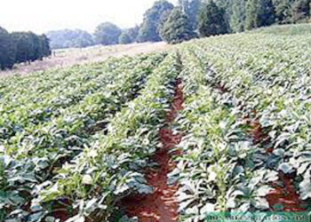 रब्बी पिकावर विविध रोगांचा प्रादुर्भाव