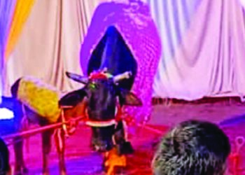 भिसेगांवमध्ये गाईचा वाढदिवस