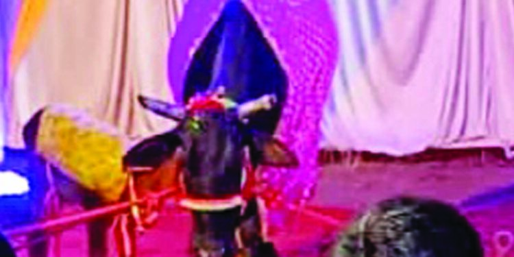 भिसेगांवमध्ये गाईचा वाढदिवस