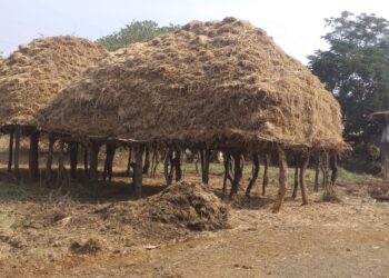 शेतामध्ये माच करण्याची पद्धत काळबाह्य