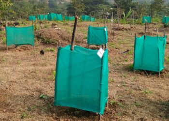 शेडवलीच्या माळरानात श्रीसदस्यांनी फुलविली वनराई