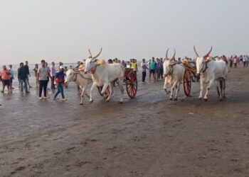 आवासच्या समुद्र किनारी बैलगाडीचा थरार