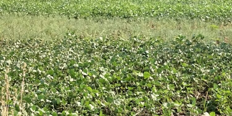 चिरनेर परिसरात रब्बी पिके बहरली