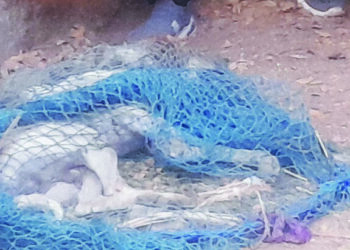 मान अडकलेल्या कुत्र्याची सुटका