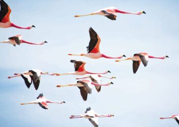 चौकाचौकांत अवतरले फ्लेमिंगो