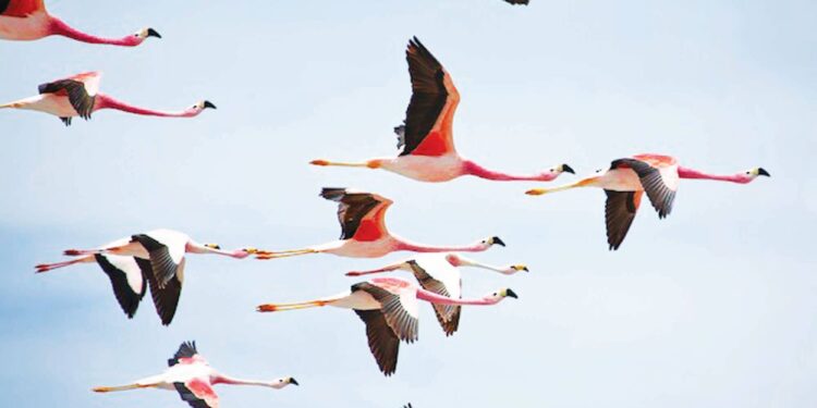 चौकाचौकांत अवतरले फ्लेमिंगो