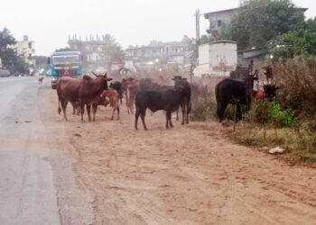 आंबेवाडी नाक्यावर मोकाट गुरांचा हैदोस