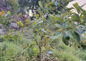 वृक्षसंवर्धनातून बहरतोय नदीचा घाट