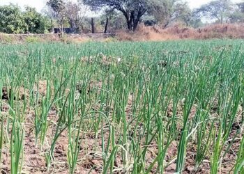 नेरळमध्ये पिकणार पांढरा कांदा