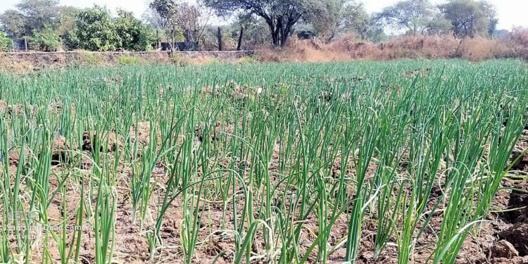 नेरळमध्ये पिकणार पांढरा कांदा