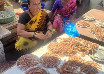 बाणकोट- बागमंडल्यात कोळंबीचा जॅकपॉट