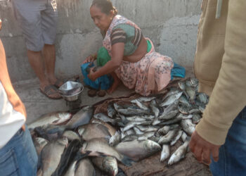 गोड्या पाण्यातील माशांना मागणी वाढली