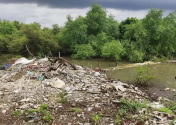 सांडपाणी खारफुटीच्या जिवावर