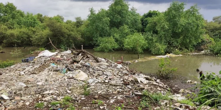 सांडपाणी खारफुटीच्या जिवावर