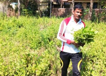 भांबुर्डीच्या पाल्याने खाल्ला भाव