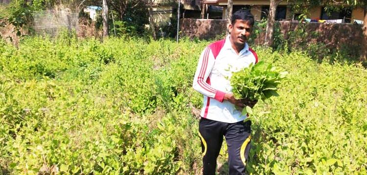 भांबुर्डीच्या पाल्याने खाल्ला भाव